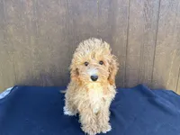 Arizona, a female Cavapoo for sale in Atlanta, GA – 1 of 6