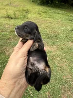 Dudley, a male Miniature Dachshund for sale in Atlanta, GA – 4 of 4