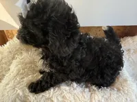 Chloe, a female Cavapoo for sale in Atlanta, GA – 2 of 5