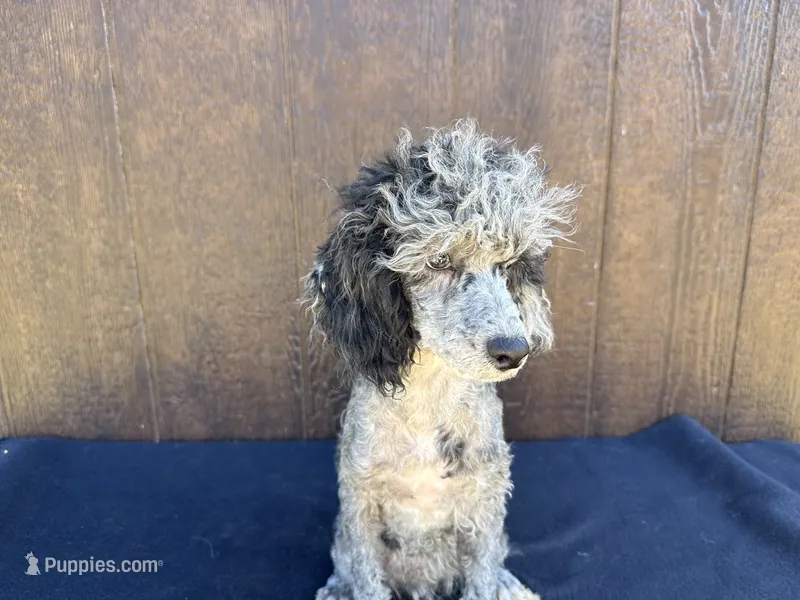Chief  – Poodle - Miniature  puppy for sale in Atlanta, GA