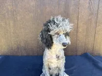 Chief , a male Poodle - Miniature  for sale in Atlanta, GA – 1 of 5