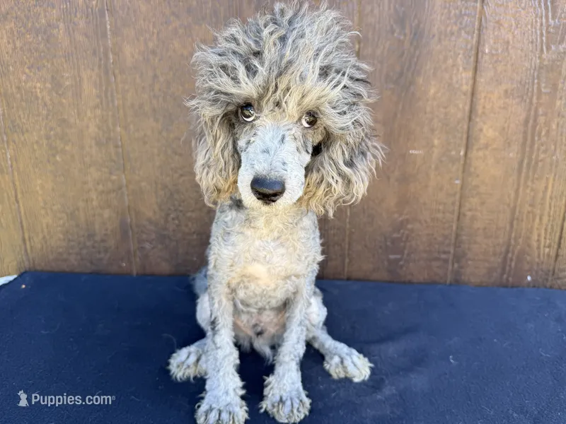 Phoenix – Poodle - Miniature  puppy for sale in Atlanta, GA