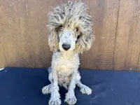 Phoenix, a male Poodle - Miniature  for sale in Atlanta, GA – 1 of 5