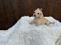 Francesca, a female Miniature Dachshund for sale in Atlanta, GA – 6 of 6