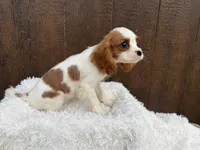 Ruger, a male Cavalier King Charles Spaniel for sale in Atlanta, GA – 3 of 6