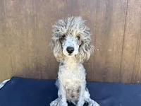 Phoenix, a male Poodle - Miniature  for sale in Atlanta, GA – 3 of 5