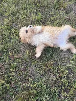 Buddy, a male Cavapoo for sale in Atlanta, GA – 3 of 4