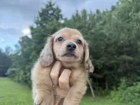 Stetson, a male Miniature Dachshund for sale in Atlanta, GA – 2 of 4
