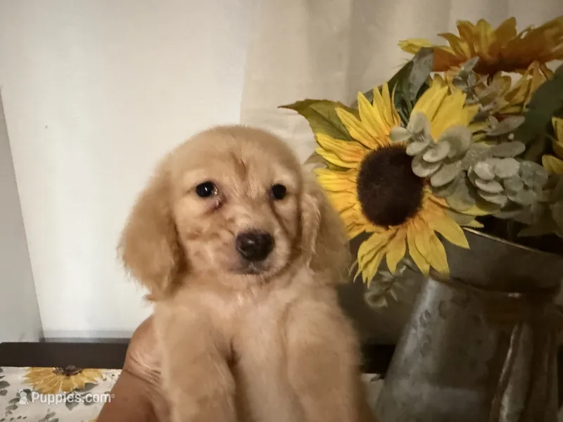Hunter – Miniature Dachshund puppy for sale in Atlanta, GA