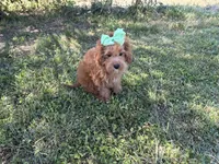 Fiona, a female Cavapoo for sale in Atlanta, GA – Photo 3 of 4