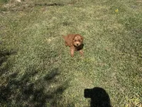 Fiona, a female Cavapoo for sale in Atlanta, GA – Photo 4 of 4