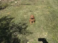 Fiona, a female Cavapoo for sale in Atlanta, GA – Photo 2 of 4