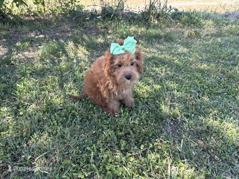 Fiona, a female Cavapoo for sale in Atlanta, GA – Photo 1 of 4