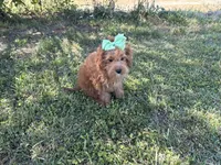 Fiona, a female Cavapoo for sale in Atlanta, GA – Photo 1 of 4