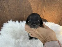 Saywer, a male Miniature Dachshund for sale in Atlanta, GA – 4 of 5