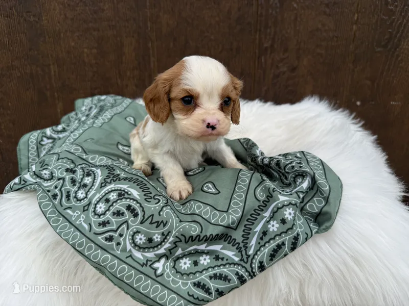 Ryker – Cavalier King Charles Spaniel puppy for sale in Atlanta, GA