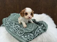 Ryker, a male Cavalier King Charles Spaniel for sale in Atlanta, GA – 1 of 5