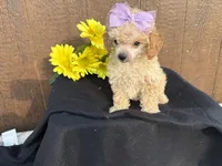 Chloe, a female Poodle - Toy  for sale in Atlanta, GA – 4 of 4