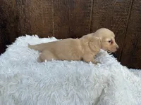 Gunner, a male Miniature Dachshund for sale in Atlanta, GA – 5 of 5