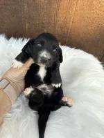 Diesel, a male Miniature Dachshund for sale in Atlanta, GA – 5 of 5