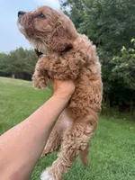 Caroline, a female Cavapoo for sale in Atlanta, GA – 2 of 4