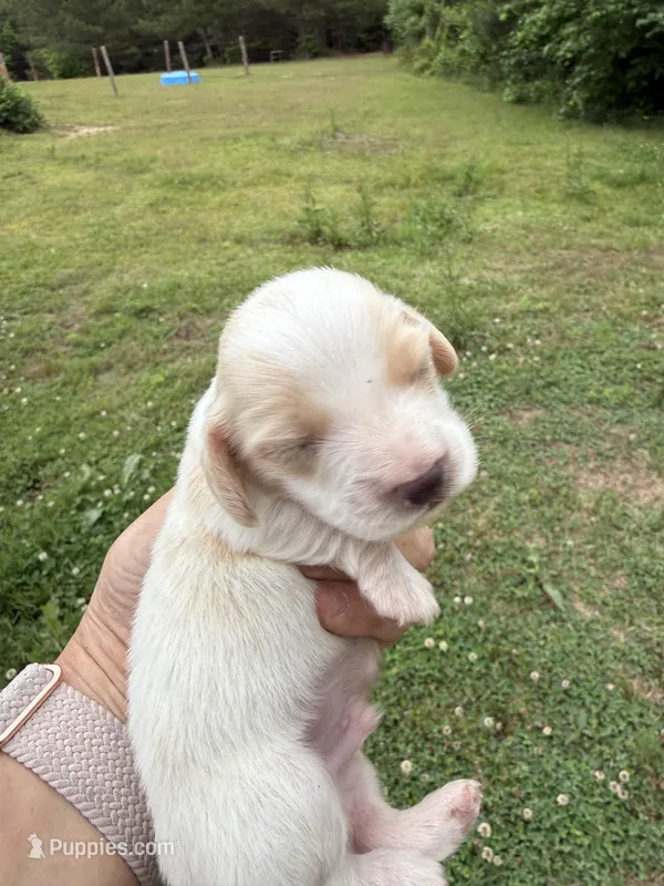 Ryker – Miniature Dachshund puppy for sale in Atlanta, GA