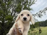Francesca, a female Miniature Dachshund for sale in Atlanta, GA – 2 of 7
