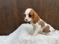 Maverick , a male Cavalier King Charles Spaniel for sale in Atlanta, GA – 2 of 5