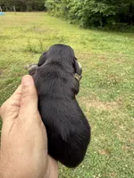 Dudley, a male Miniature Dachshund for sale in Atlanta, GA – 2 of 4