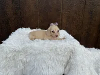 Francesca, a female Miniature Dachshund for sale in Atlanta, GA – 3 of 6