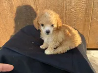 Remii, a male Poodle - Toy  for sale in Atlanta, GA – 4 of 5