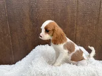 Ruger, a male Cavalier King Charles Spaniel for sale in Atlanta, GA – 2 of 6
