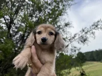 Chloe, a female Miniature Dachshund for sale in Atlanta, GA – 3 of 7