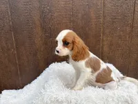 Ruger, a male Cavalier King Charles Spaniel for sale in Atlanta, GA – 5 of 6