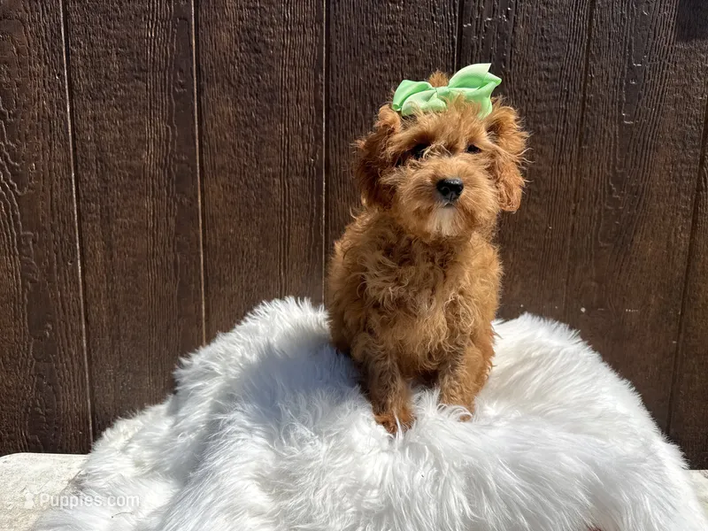 Fiona – Cavapoo puppy for sale in Atlanta, GA
