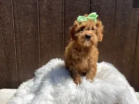Fiona, a female Cavapoo for sale in Atlanta, GA – 1 of 4