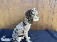 Chief , a male Poodle - Miniature  for sale in Atlanta, GA – 5 of 5