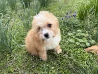 Finley, a male Cavapoo for sale in Atlanta, GA – Photo 3 of 4