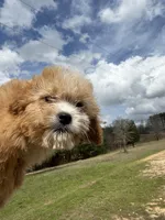 Finley, a male Cavapoo for sale in Atlanta, GA – Photo 1 of 4