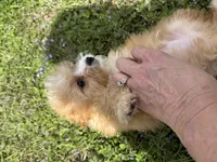 Finley, a male Cavapoo for sale in Atlanta, GA – Photo 2 of 4