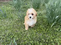 Finley, a male Cavapoo for sale in Atlanta, GA – Photo 4 of 4