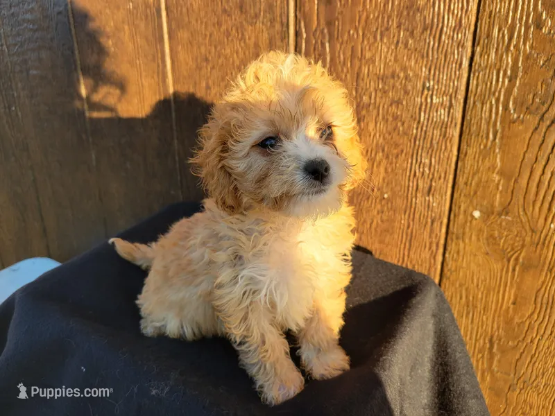 Finley – Cavapoo puppy for sale in Atlanta, GA