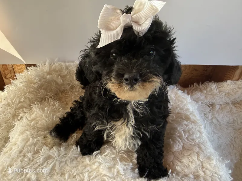 Chloe – Cavapoo puppy for sale in Atlanta, GA