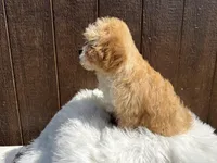 Buddy, a male Cavapoo for sale in Atlanta, GA – Photo 2 of 4