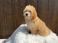 Buddy, a male Cavapoo for sale in Atlanta, GA – Photo 4 of 4