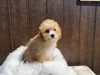 Buddy, a male Cavapoo for sale in Atlanta, GA – Photo 3 of 4