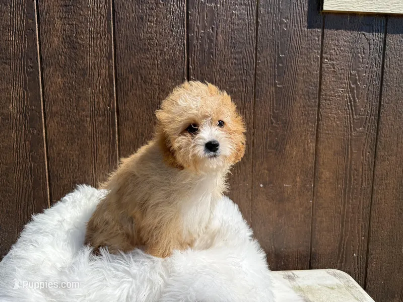 Buddy – Cavapoo puppy for sale in Atlanta, GA
