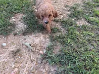 Caroline, a female Cavapoo for sale in Atlanta, GA – 4 of 4