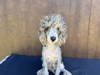 Phoenix, a male Poodle - Miniature  for sale in Atlanta, GA – 4 of 5