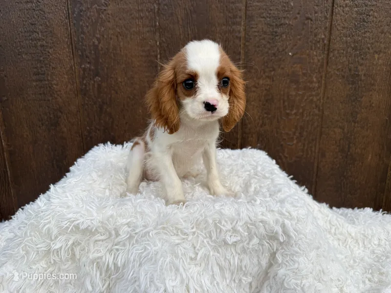 Maverick  – Cavalier King Charles Spaniel puppy for sale in Atlanta, GA